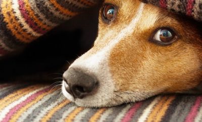 veja os cuidados essenciais com os cães no inverno